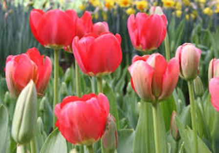 Лале Darwin hybrids spring song